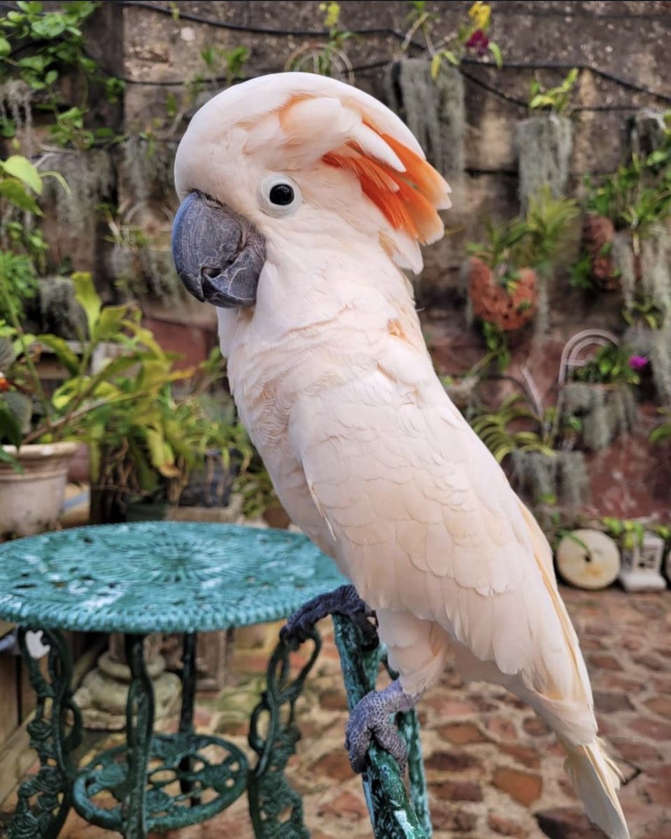 Campeche, the salmon-crested Moluccan cockatoo of The Gallery Inn, perched on a green wrought-iron table in a plant-filled courtyard.